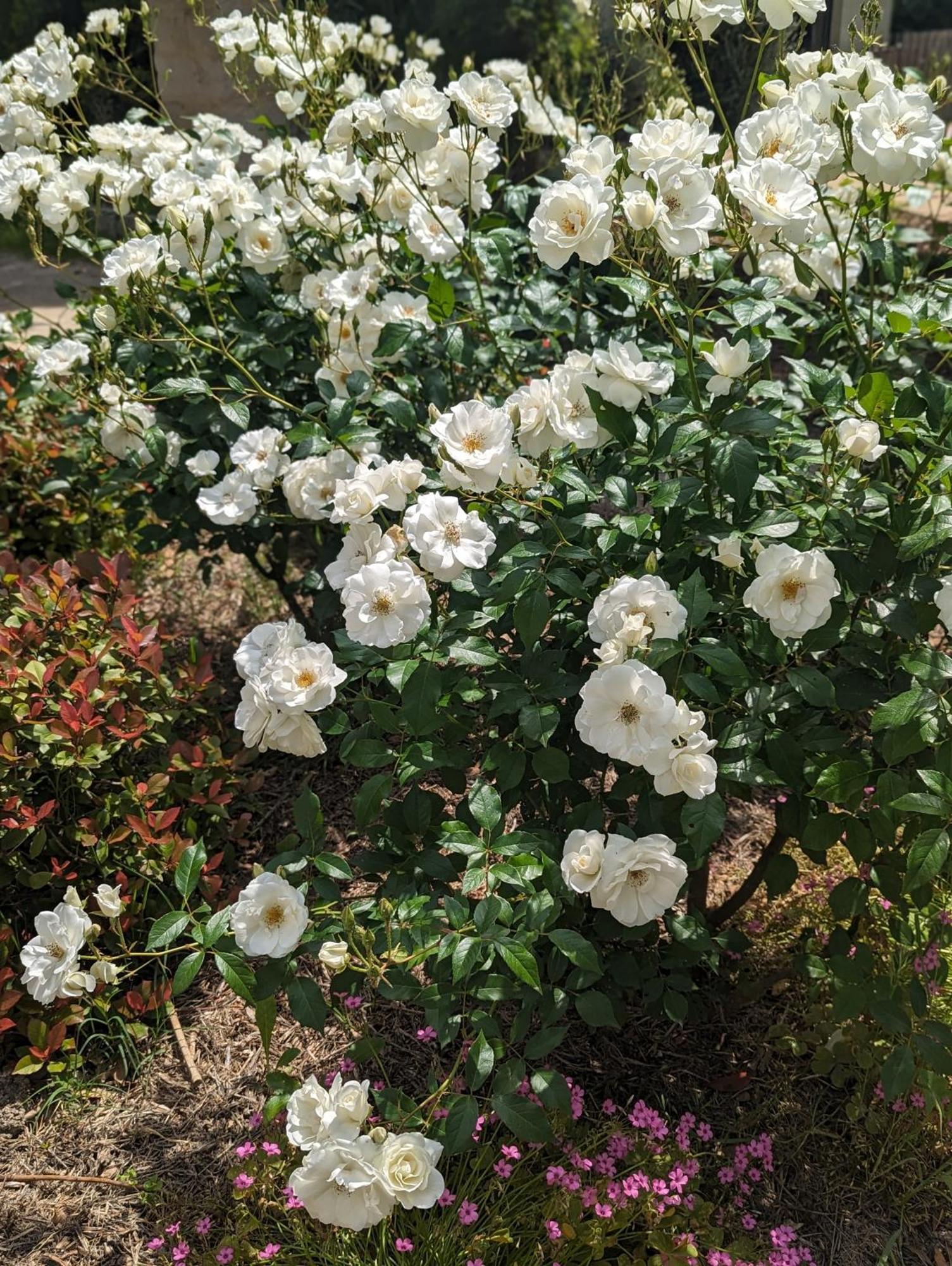 Mas De La Gramillere 호텔 바르벵타느 외부 사진